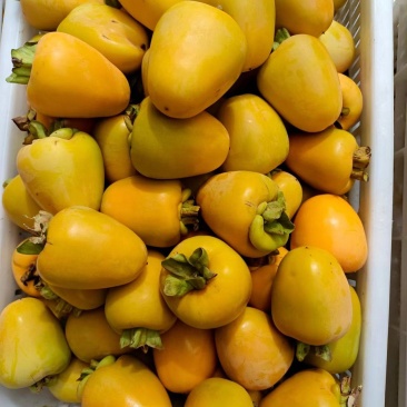 沂蒙山牛心柿子