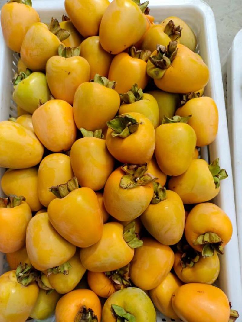 沂蒙山牛心柿子