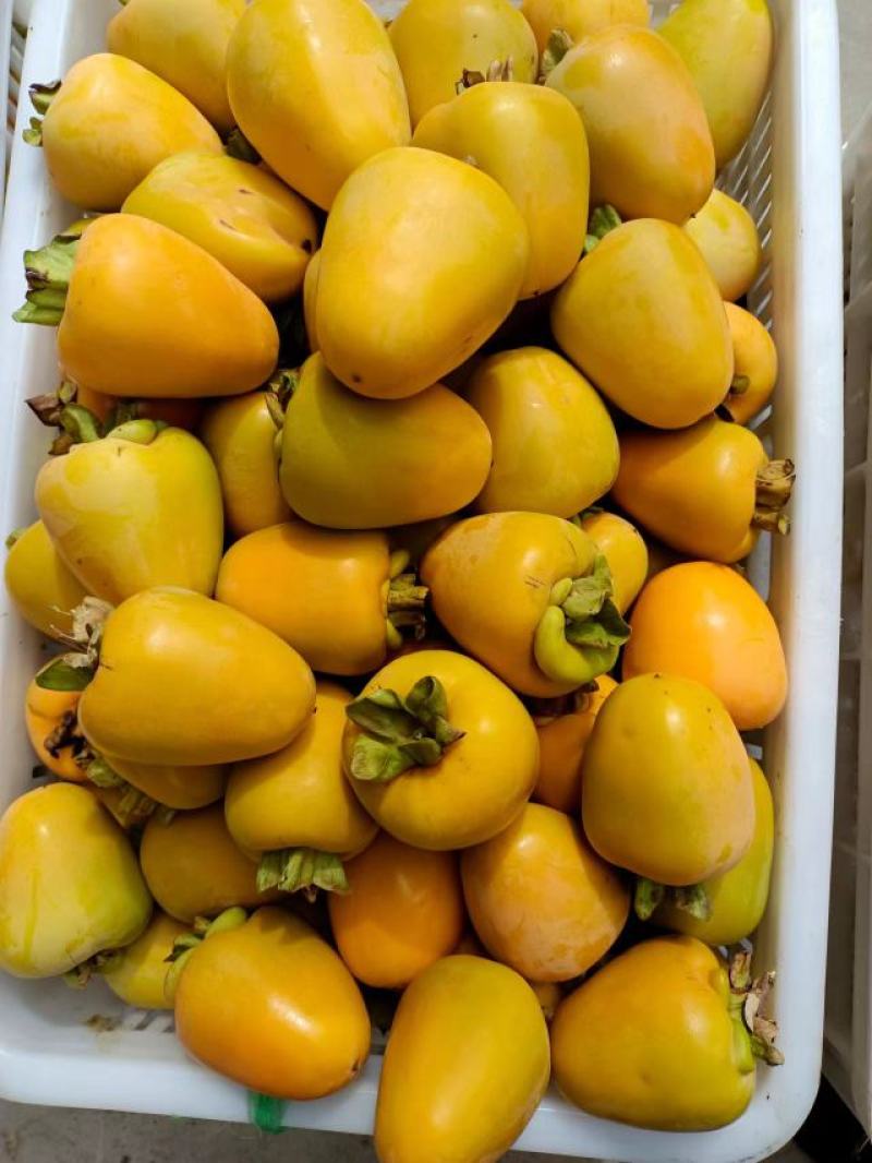沂蒙山牛心柿子
