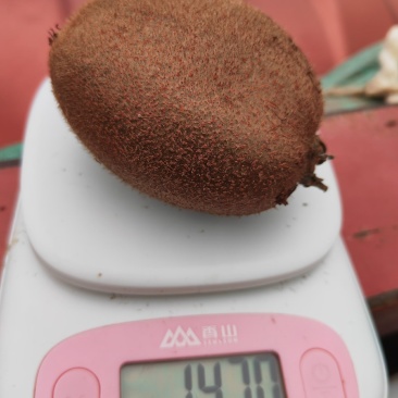 周至县精品翠香猕猴桃，现有自己冷库存货50000斤