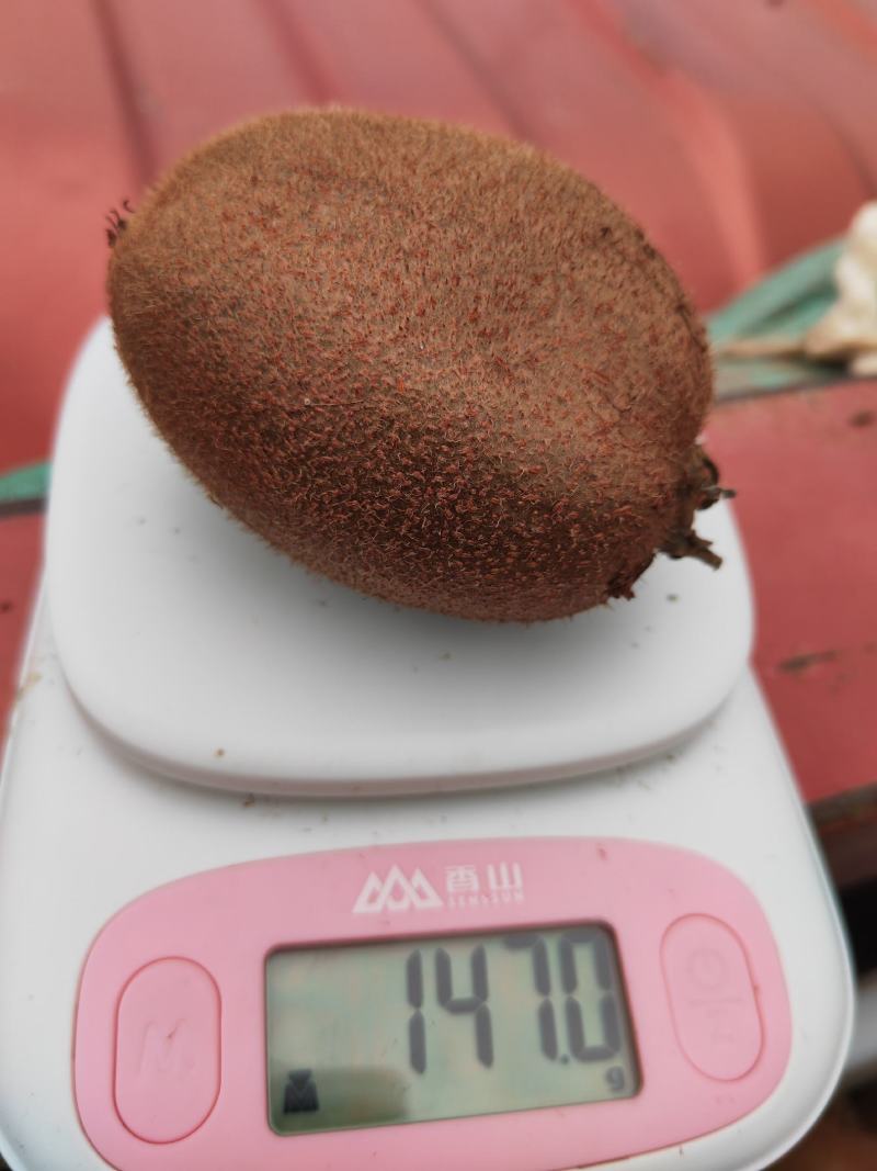 周至县精品翠香猕猴桃，现有自己冷库存货50000斤