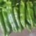 夏邑301泡椒大量供应