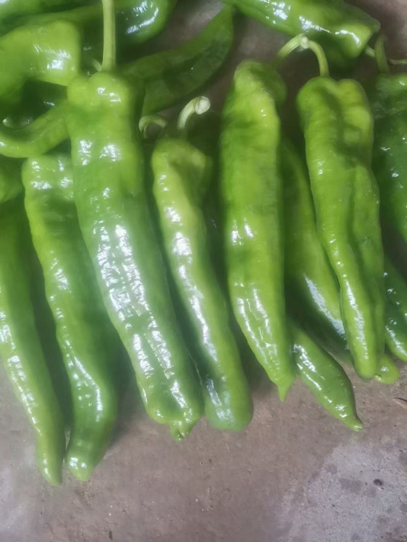 夏邑万亩辣椒基地直供