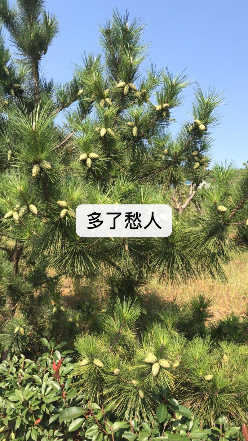 黑松侧柏种子