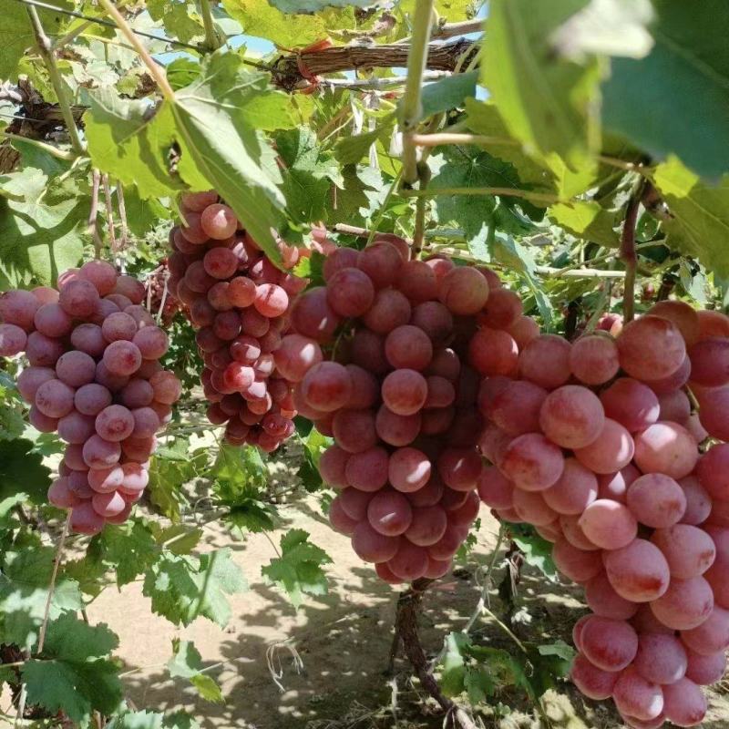 精品红提大量上市中口感香甜多汁物美价廉
