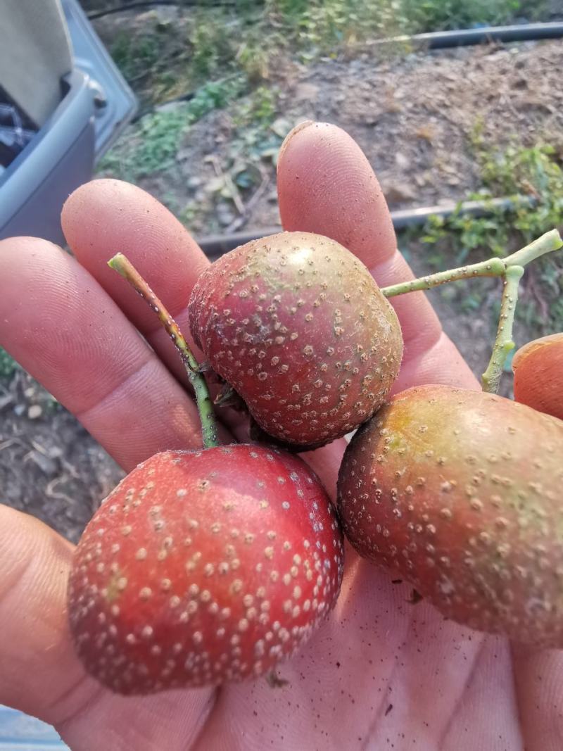 大金星，大棉球山楂打浆果，切片果，商品果大量出售