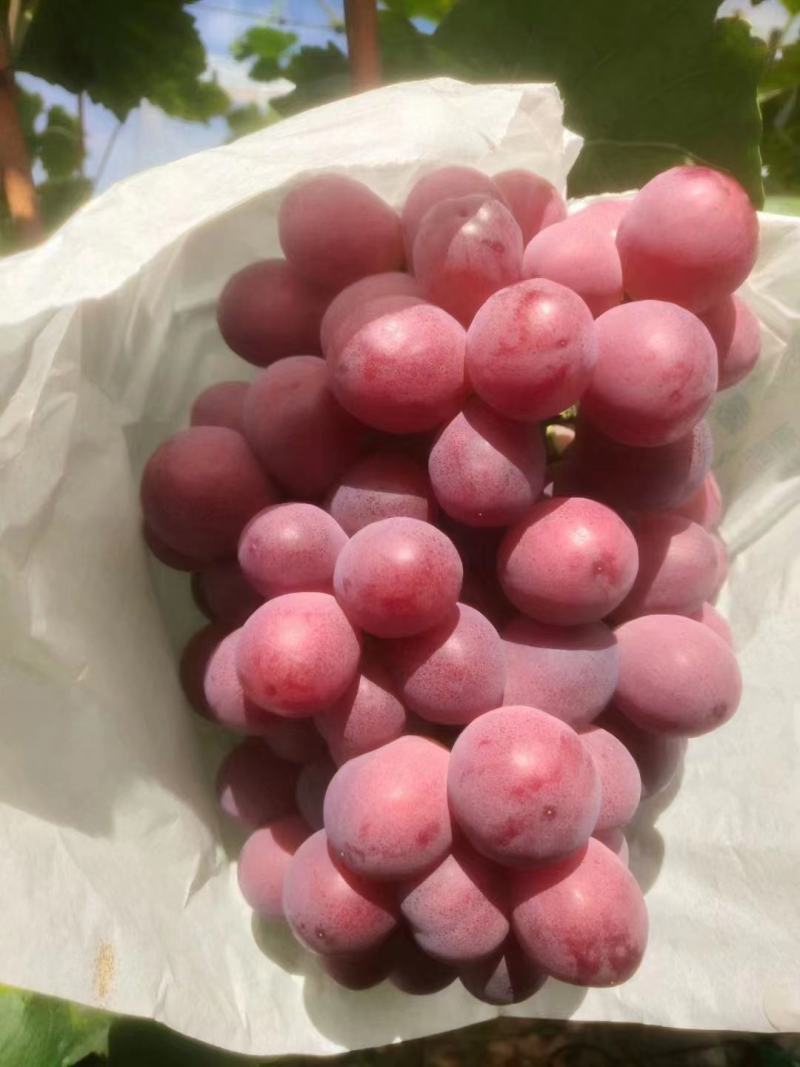精品红提大量上市中口感香甜多汁物美价廉