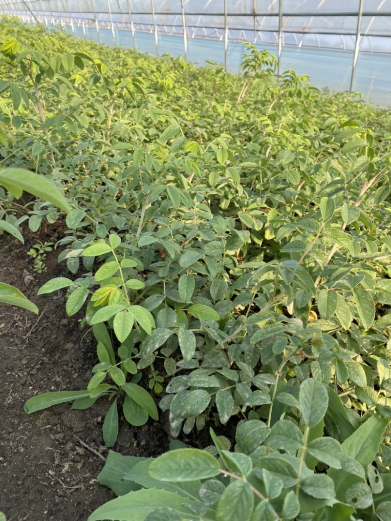 多季玫瑰，冷香玫瑰，自家苗圃大棚草炭土扦插小苗