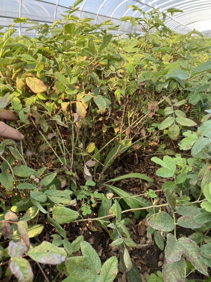 多季玫瑰，冷香玫瑰，自家苗圃大棚草炭土扦插小苗