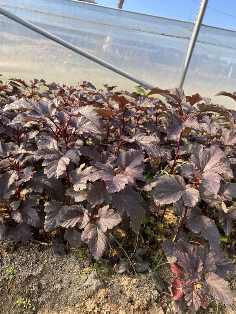 大棚草炭土紫叶枫香果