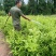 柠檬苗