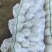 白萝卜长期供货