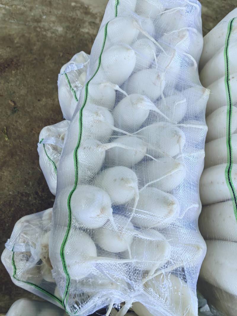 白萝卜长期供货
