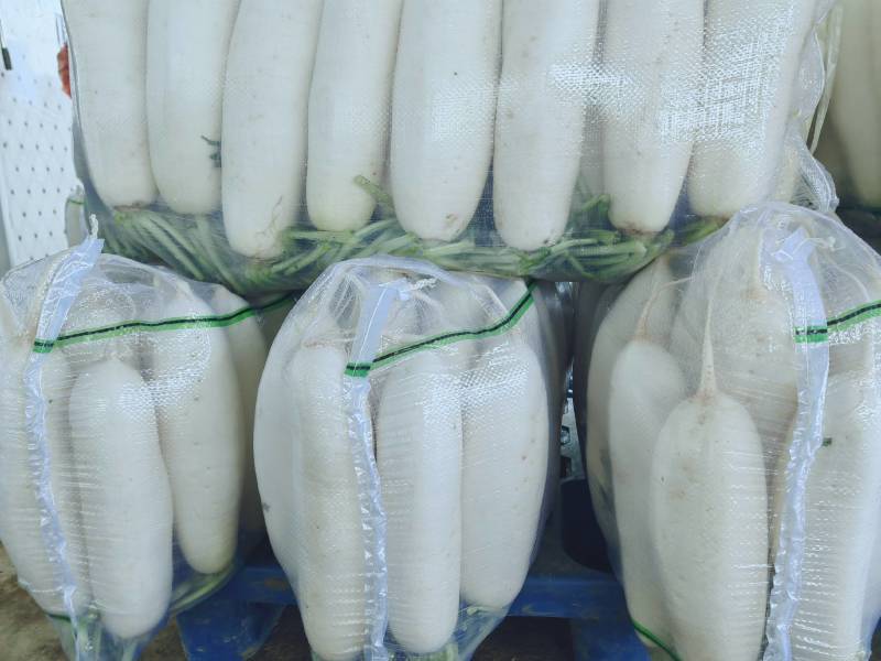 白萝卜长期供货