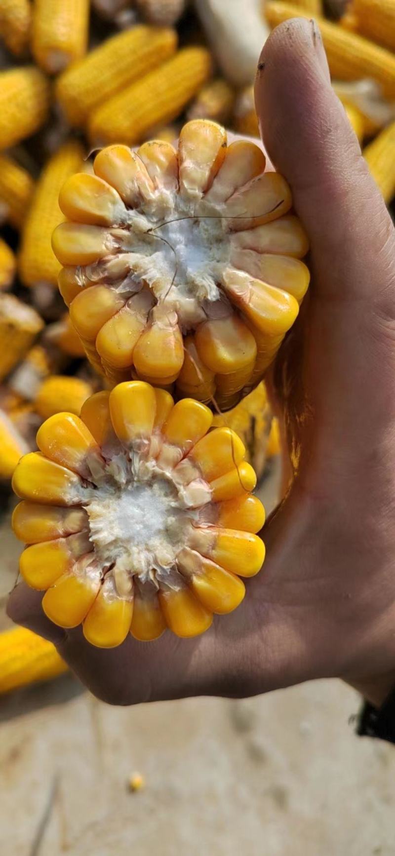 玉米粒湿玉米粒红轴玉米粒白轴玉米粒水分低杂质很少