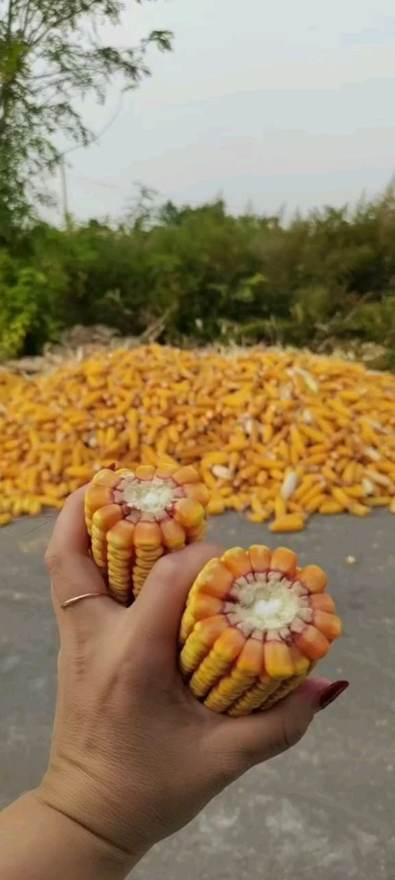 玉米粒湿玉米粒红轴玉米粒白轴玉米粒水分低杂质很少