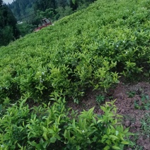 柠檬苗