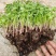 【四季开花】紫叶酢浆草种子种球盆栽花卉室内室外庭院植物花