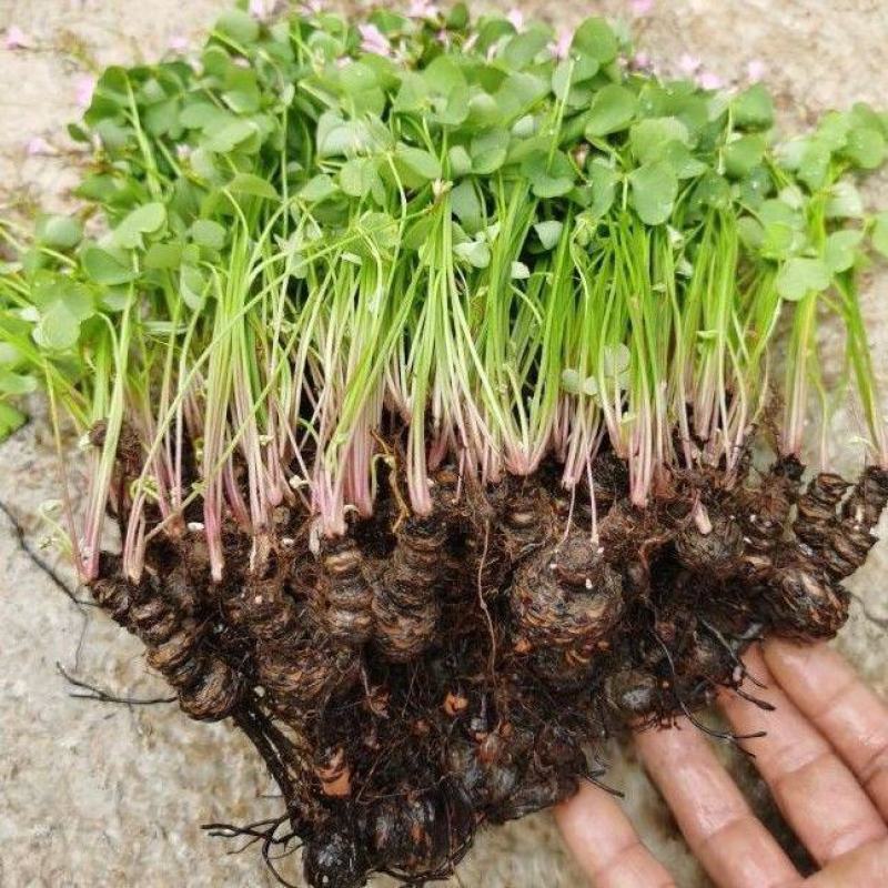 【四季开花】紫叶酢浆草种子种球盆栽花卉室内室外庭院植物花