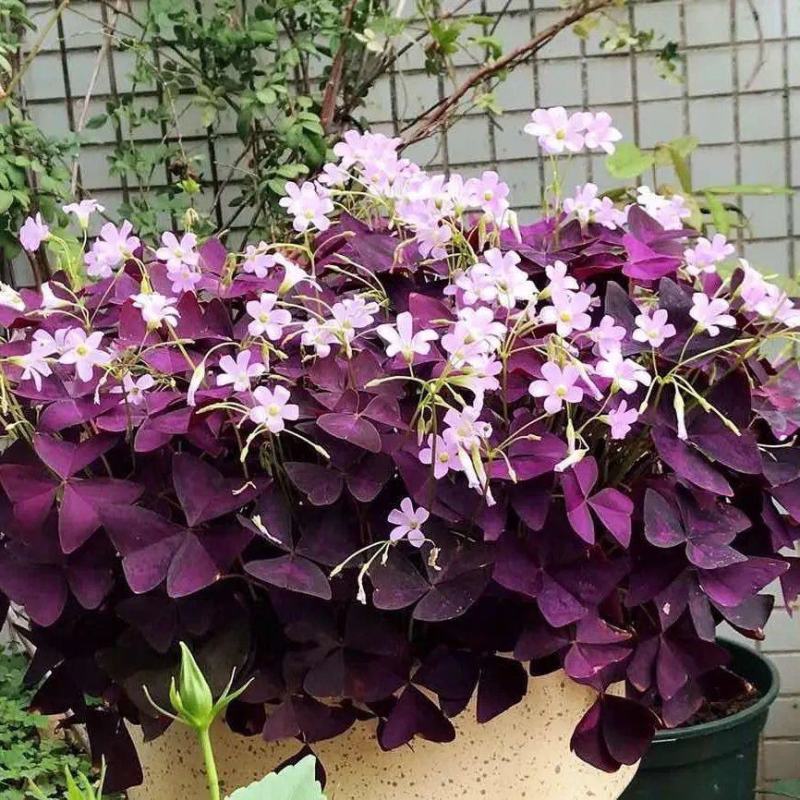 【四季开花】紫叶酢浆草种子种球盆栽花卉室内室外庭院植物花