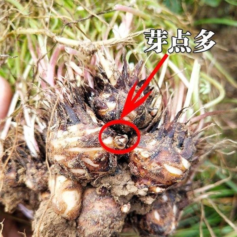 【四季开花】紫叶酢浆草种子种球盆栽花卉室内室外庭院植物花