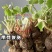【四季开花】紫叶酢浆草种子种球盆栽花卉室内室外庭院植物花