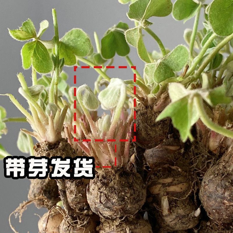 【四季开花】紫叶酢浆草种子种球盆栽花卉室内室外庭院植物花