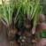 【四季开花】紫叶酢浆草种子种球盆栽花卉室内室外庭院植物花