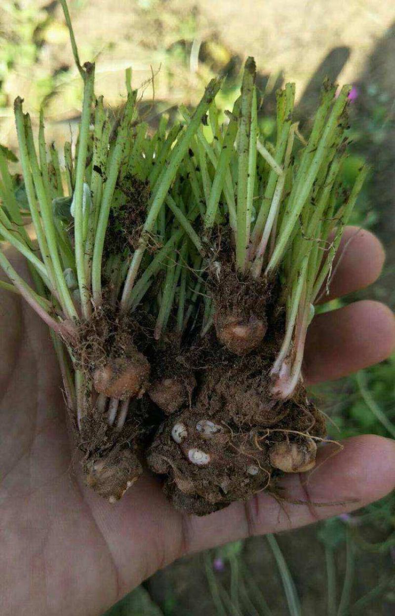 【四季开花】紫叶酢浆草种子种球盆栽花卉室内室外庭院植物花