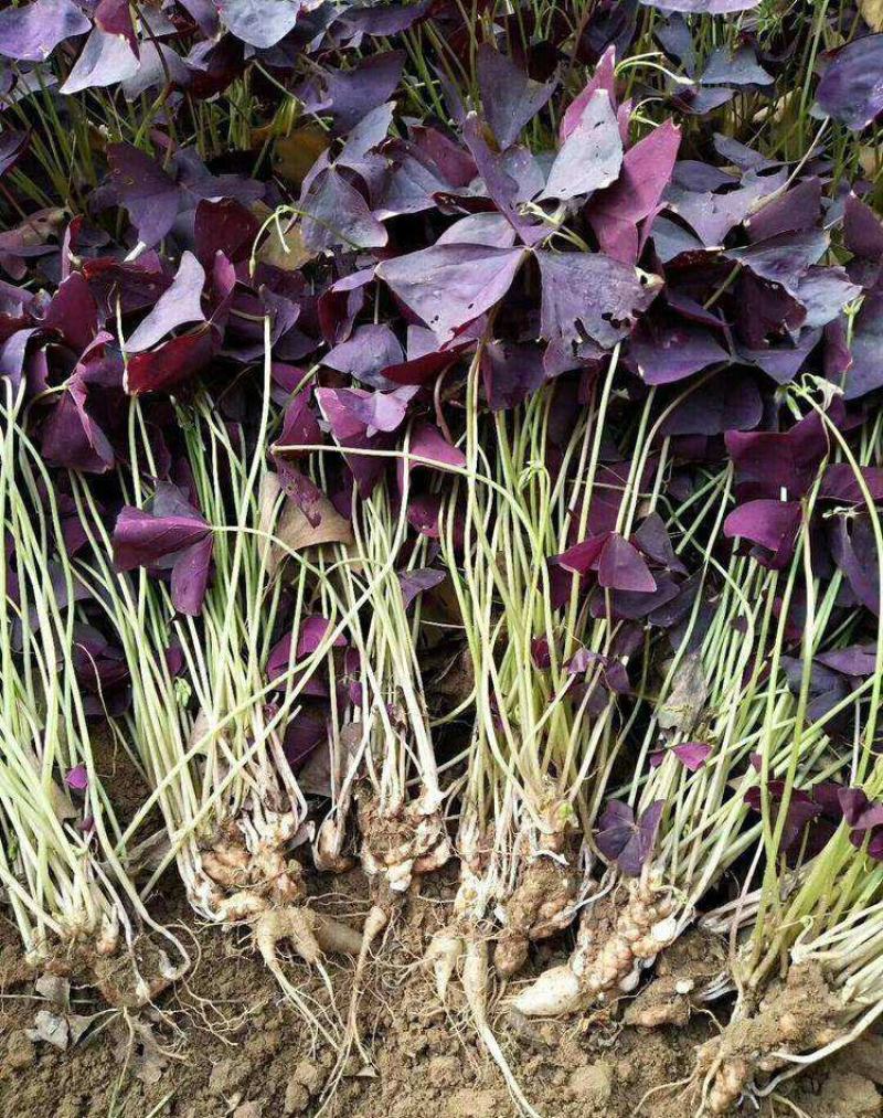 【四季开花】紫叶酢浆草种子种球盆栽花卉室内室外庭院植物花