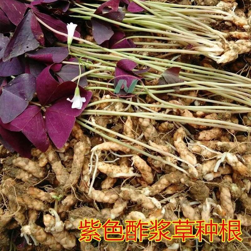 【四季开花】紫叶酢浆草种子种球盆栽花卉室内室外庭院植物花
