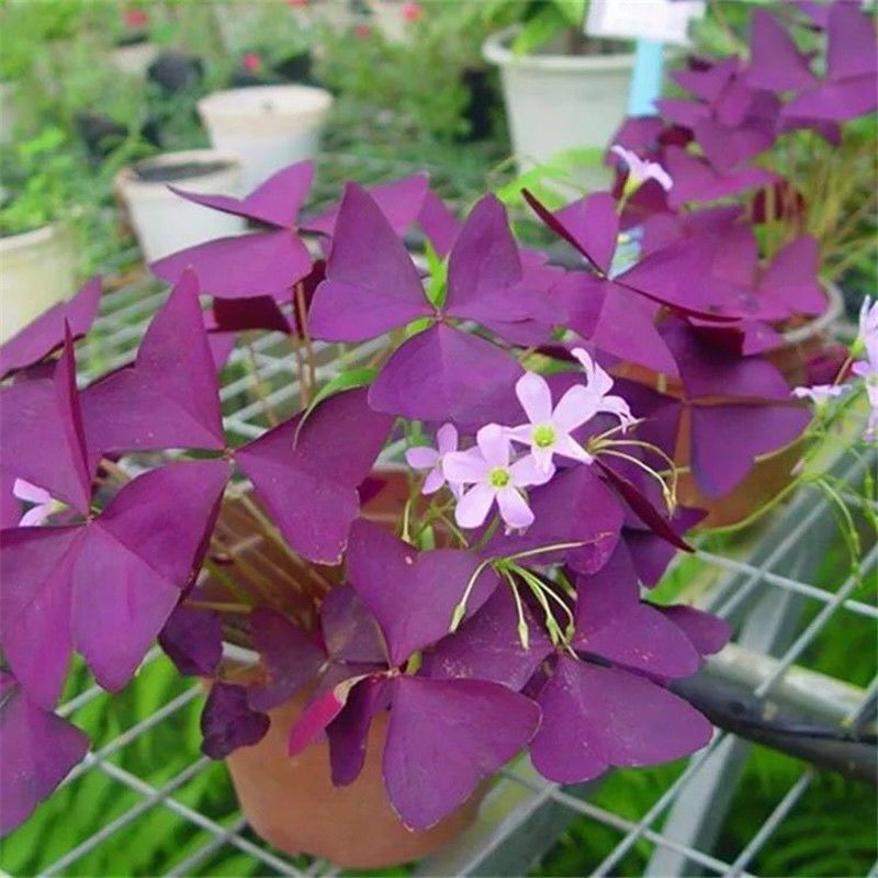 【四季开花】紫叶酢浆草种子种球盆栽花卉室内室外庭院植物花