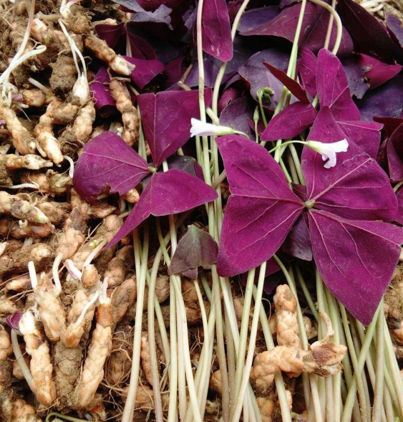 【四季开花】紫叶酢浆草种子种球盆栽花卉室内室外庭院植物花