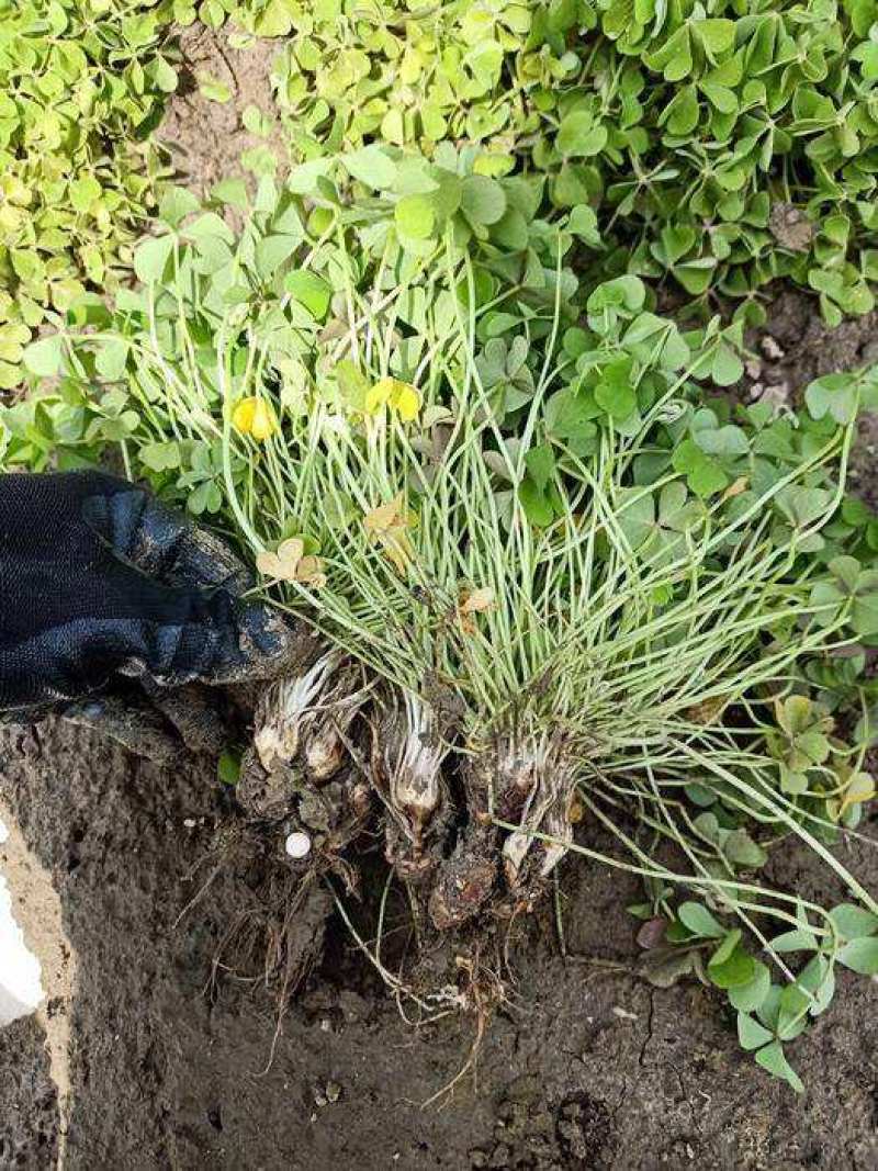 【四季开花】紫叶酢浆草种子种球盆栽花卉室内室外庭院植物花