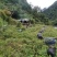 正宗山区原产地蜂蜜