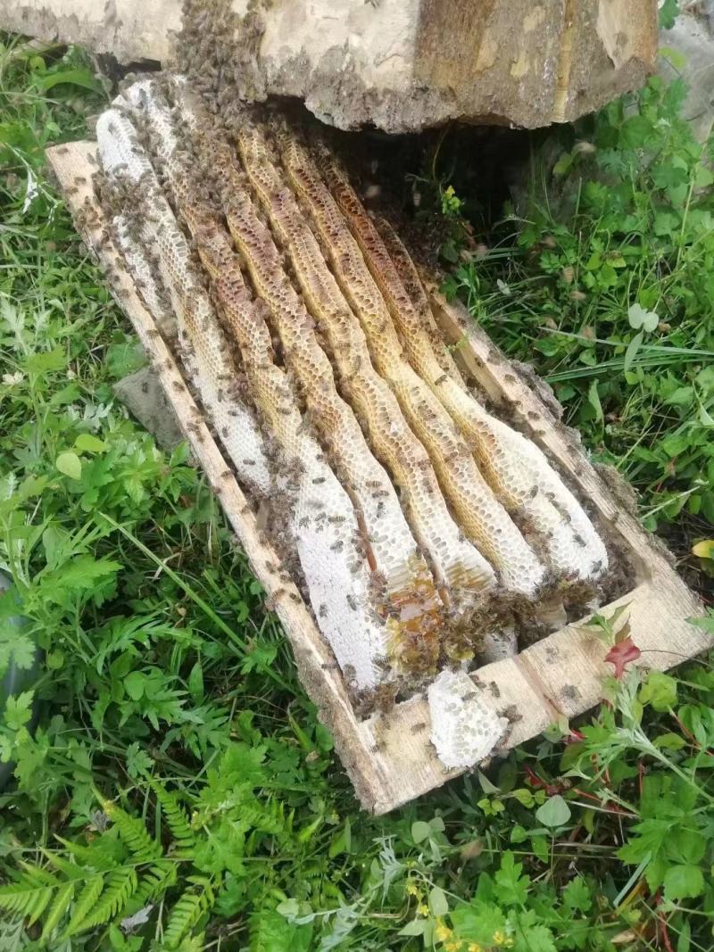 正宗山区原产地蜂蜜