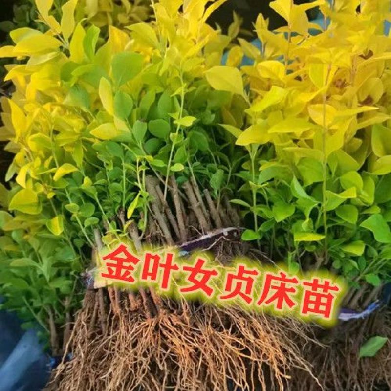 耐寒庭院绿植园林绿化苗木扦插小苗木金叶女贞床苗小叶女贞