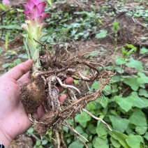 姜荷花种球带芽发货花期超长植物热带花卉观音莲球根多年生