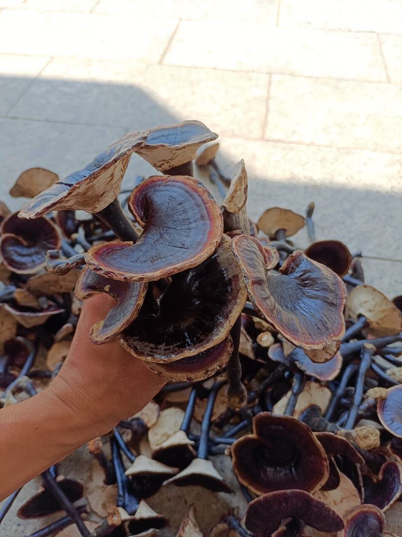 江西紫灵芝，小金边灵芝，长脚黑灵芝产地批发
