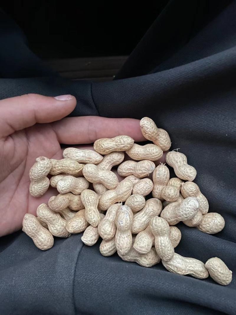 干花生(天府三精选果)适用于炒货卖生货