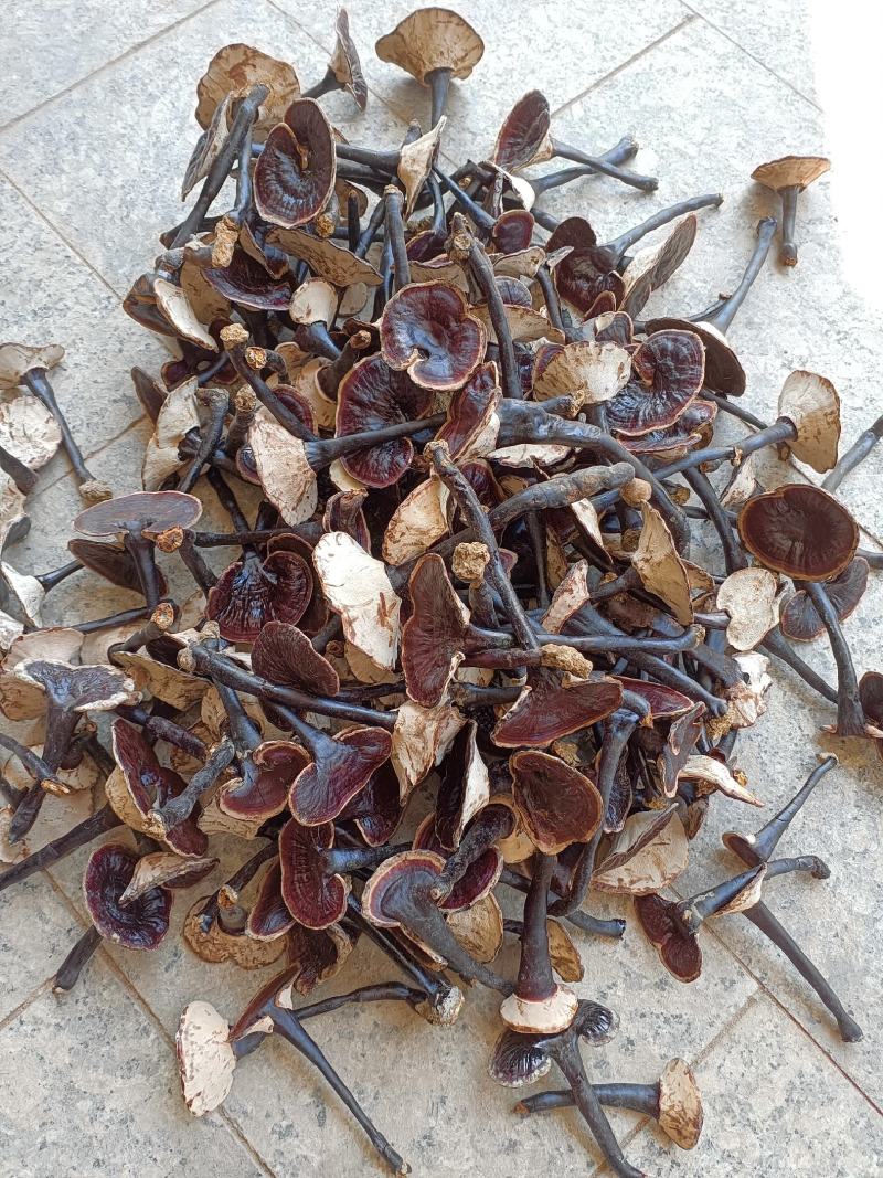 江西紫灵芝，小金边灵芝，长脚黑灵芝产地批发