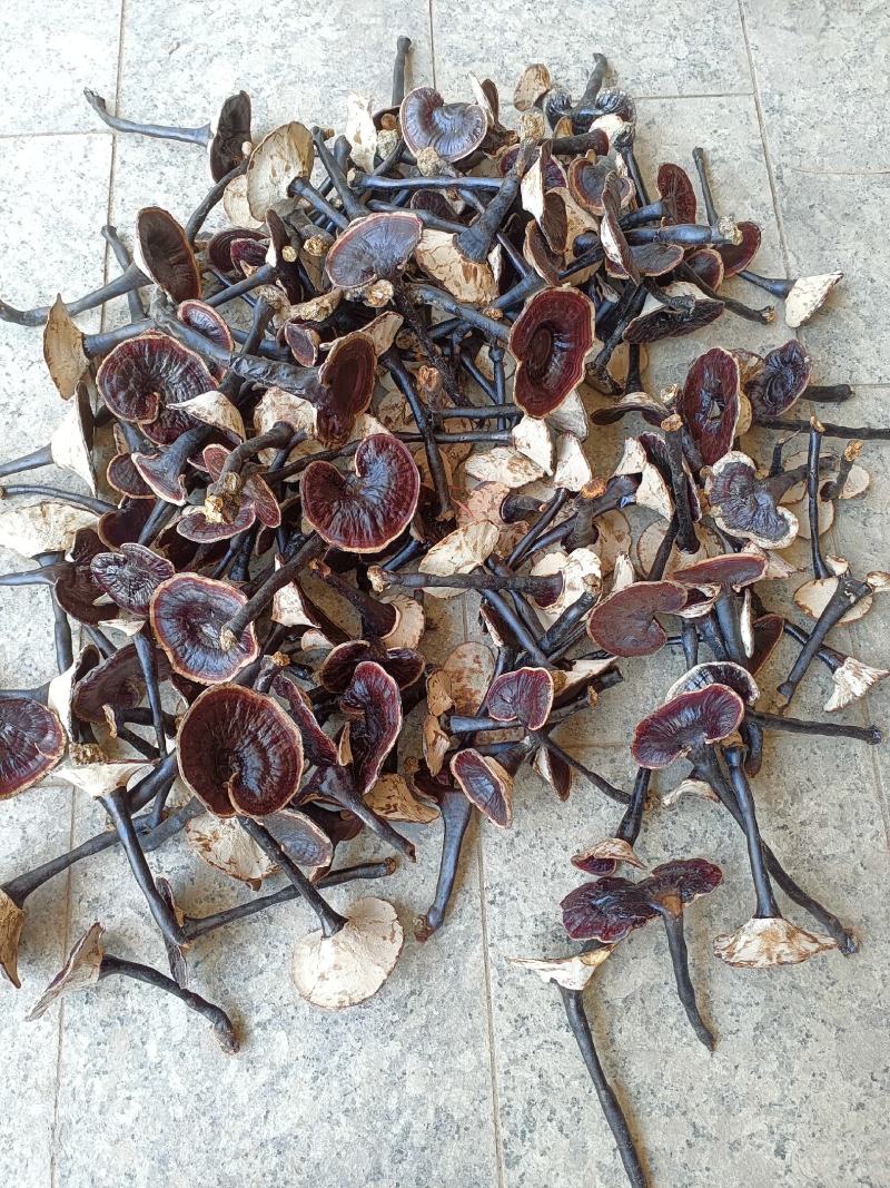 江西紫灵芝，小金边灵芝，长脚黑灵芝产地批发