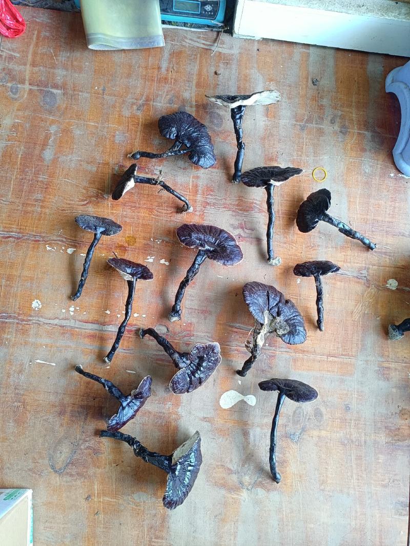江西紫灵芝，小金边灵芝，长脚黑灵芝产地批发