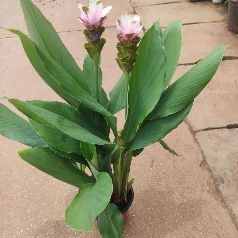 姜荷花种球带芽发货花期超长植物热带花卉观音莲球根多年生