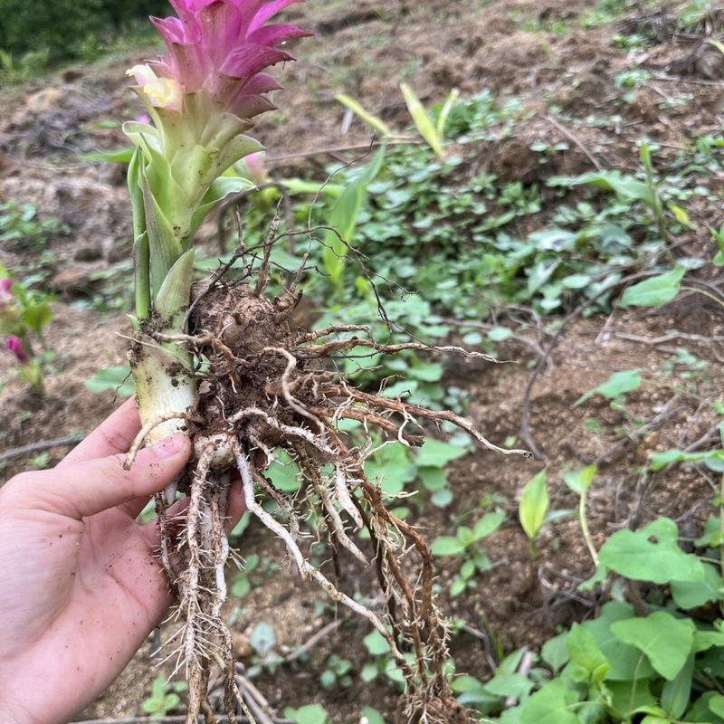 姜荷花种球带芽发货花期超长植物热带花卉观音莲球根多年生