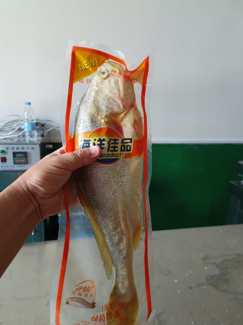 霞浦原产地大黄鱼黄花鱼真空包装单冻1.6-2.3斤都有