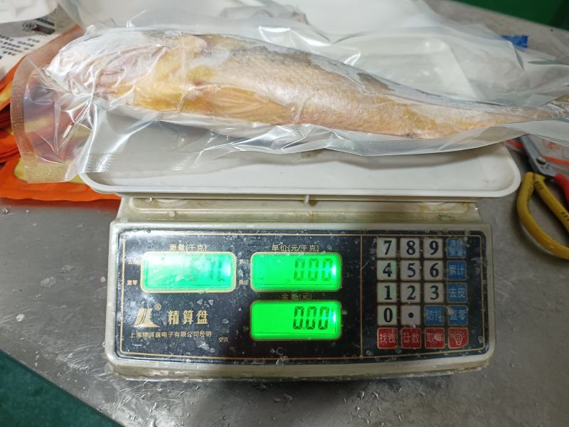 霞浦原产地大黄鱼黄花鱼真空包装单冻1.6-2.3斤都有
