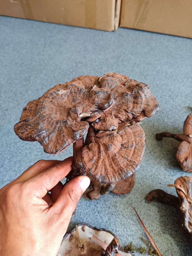 江西高山灵芝林下紫灵芝仿野生种植黑灵芝