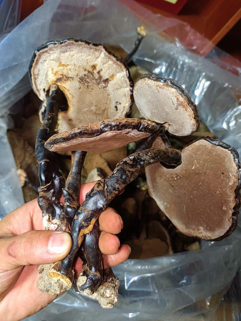 江西高山灵芝林下紫灵芝仿野生种植黑灵芝