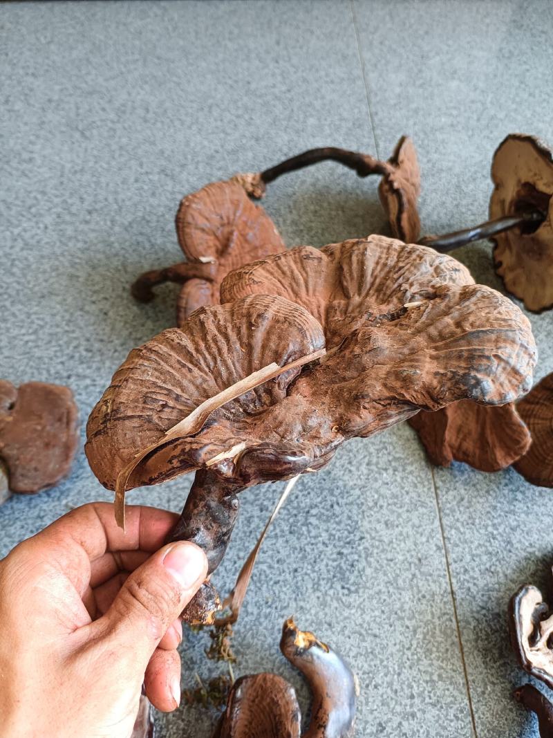 江西高山灵芝林下紫灵芝仿野生种植黑灵芝